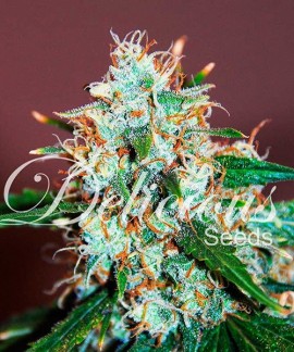 Critical Neville Haze online comprar Critical Neville Haze