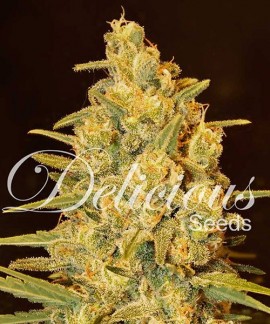 Critical Sensi Star online comprar Critical Sensi Star