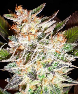 Delicious Candy de Delicious Seeds