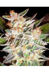 Delicious Candy de Delicious Seeds