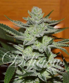 Desconocida Kush online comprar Desconocida Kush