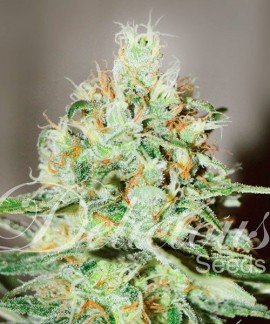 Jägg Kush de Delicious Seeds