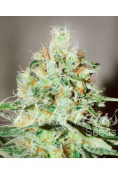 Jägg Kush de Delicious Seeds