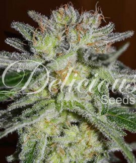 Northern Light Blue de Delicious Seeds