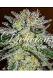Northern Light Blue de Delicious Seeds