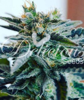 Sugar Black Rose de Delicious Seeds