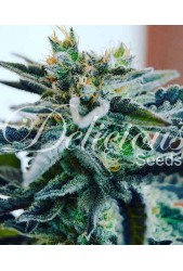 Sugar Black Rose de Delicious Seeds