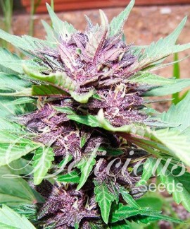 Dark Purple Auto de Delicious Seeds