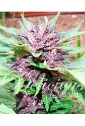 Dark Purple Auto de Delicious Seeds