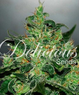 Critical Jack Herer Auto de Delicious Seeds