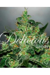 Critical Jack Herer Auto de Delicious Seeds