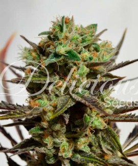 Delicious Candy Auto online comprar Delicious Candy Auto
