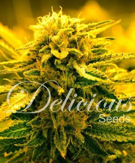 Sugar Black Rose Auto online comprar Sugar Black Rose Auto