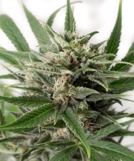 Blue Amnesia XXL online comprar Blue Amnesia XXL