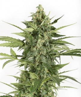 Blue Cheese online comprar Blue Cheese