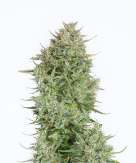 Blue Kush online comprar Blue Kush
