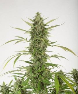 Bubba Kush online comprar Bubba Kush