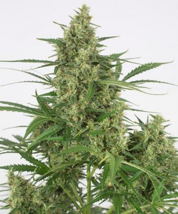 Comprar Critical + 2.0 Autofloreciente de Dinafem