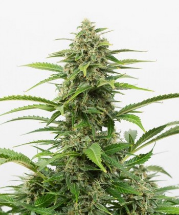 Comprar Critical + Autoflowering de Dinafem