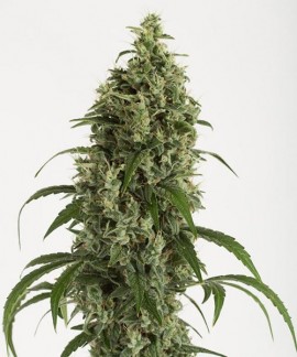 Moby Dick Autoflowering de Dinafem online comprar Moby Dick Autoflowering de Dinafem