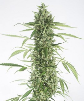 Moby Dick XXL de Dinafem online comprar Moby Dick XXL de Dinafem