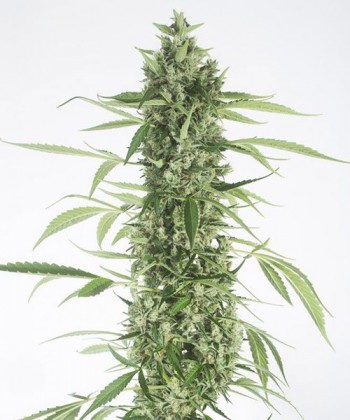 Comprar Moby Dick XXL de Dinafem