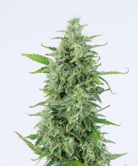 Og Kush online comprar Og Kush