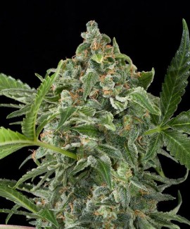 White Cheese online comprar White Cheese
