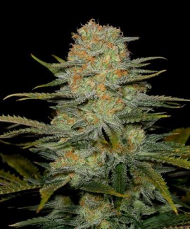 Amnesia CBD online comprar Amnesia CBD