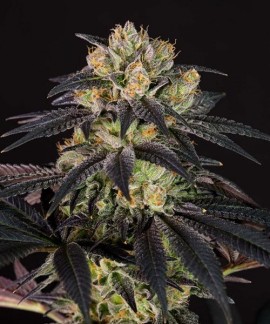 Bubba Kush CBD online comprar Bubba Kush CBD