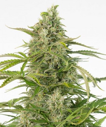 Comprar Cheese CBD Auto de Dinafem