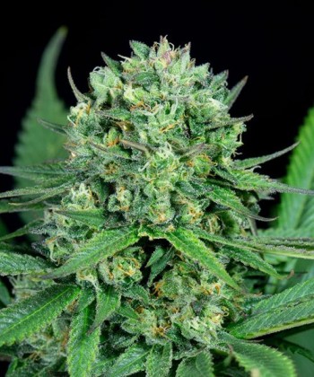 Comprar Cheese CBD de Dinafem