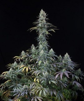 Early Amnesia CBD online comprar Early Amnesia CBD