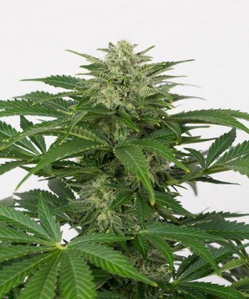Comprar Haze Auto CBD de Dinafem