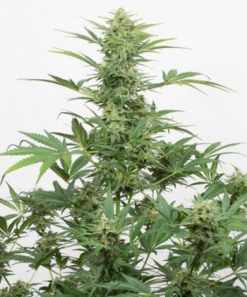 Comprar Industrial Plant Auto CBD de Dinafem