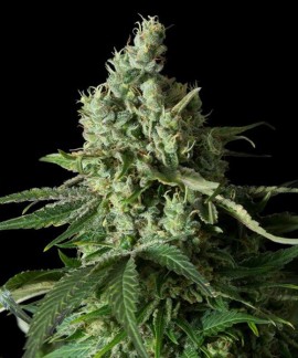 Og Kush CBD Auto online comprar Og Kush CBD Auto