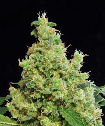 Comprar Blue Hash de Dinafem