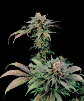 Blue Widow online comprar Blue Widow