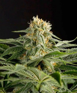 California Hashplant online comprar California Hashplant
