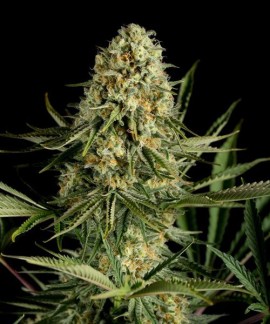 Critical Cheese online comprar Critical Cheese