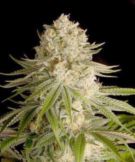 Critical Kush online comprar Critical Kush