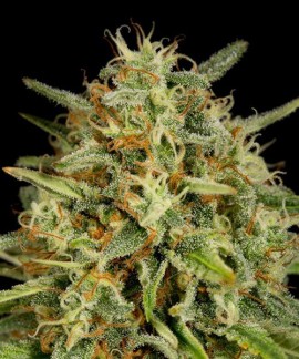 Strawberry Amnesia online comprar Strawberry Amnesia