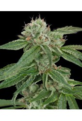 Crockett’s Confidential de DNA Genetics Regulares