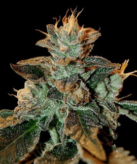 Cataract Kush online comprar Cataract Kush