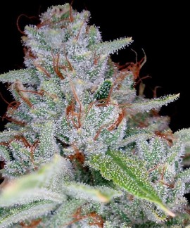 Skywalker Kush online comprar Skywalker Kush
