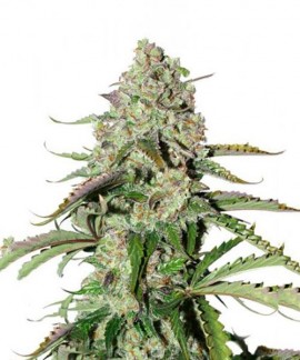 Auto Colorado Cookies online comprar Auto Colorado Cookies