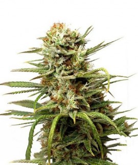 Auto White Widow online comprar Auto White Widow