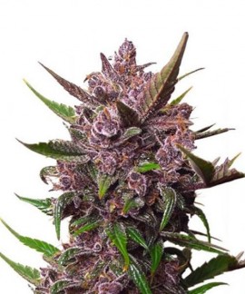 Auto Blackberry Kush online comprar Auto Blackberry Kush