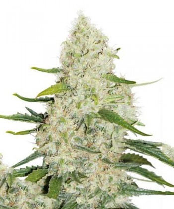 Comprar Think Big de Dutch Passion