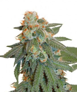 Auto Orange Bud online comprar Auto Orange Bud